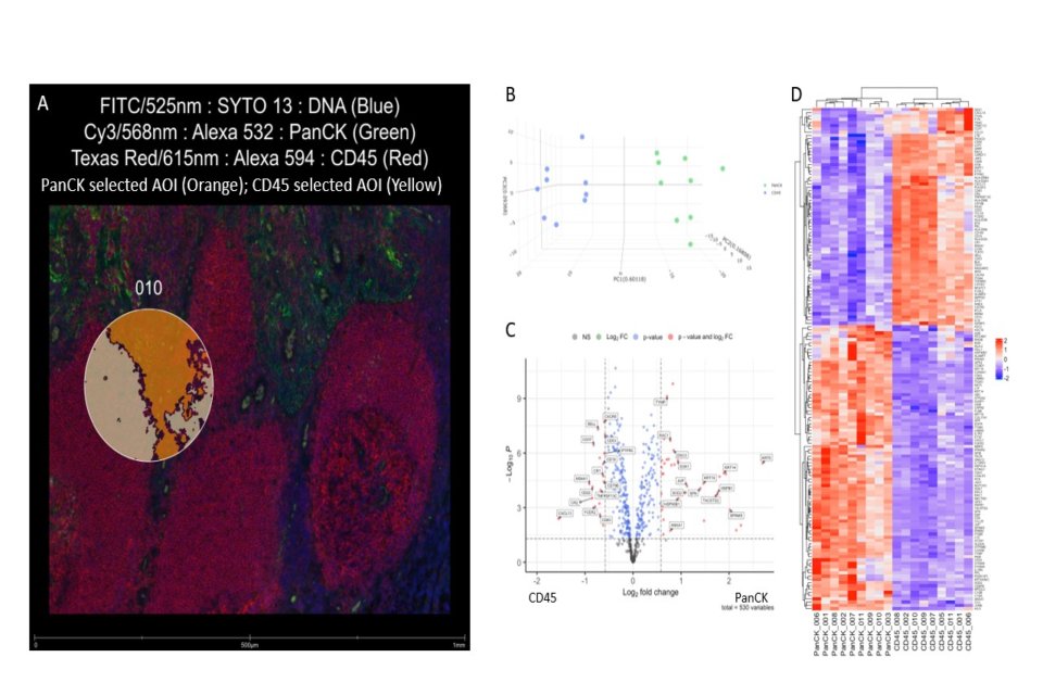 A pathology slide that is a sample of what a submission looks like